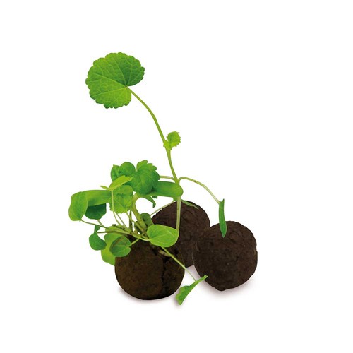 1 Flower-ball in a box - Standard design