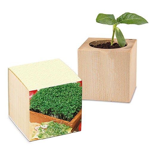 erbe aromatiche