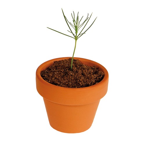 Tiny Tree - Kit de montage - Épicéa commun