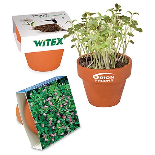 Mini pot terre cuite avec graines - Trèfle persan
