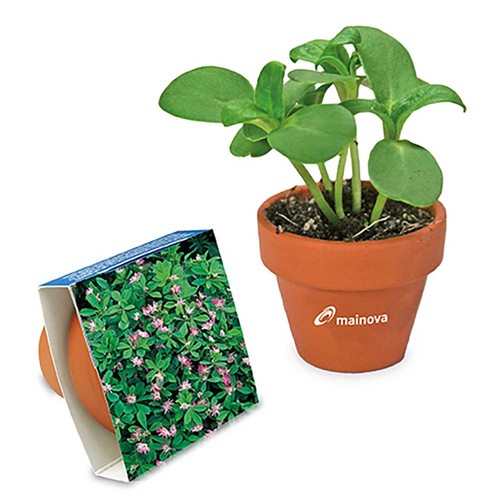 Logo-pot with seeds - teracotta - Persian clover (seeds) Logo-pot with seeds - teracotta - Persian clover (seeds)