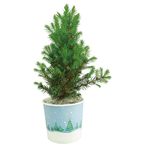 Cup Tree 20-30 cm Cup Tree 20-30 cm