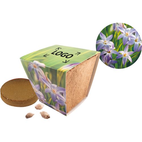Nature Pot Starflower Nature Pot Starflower