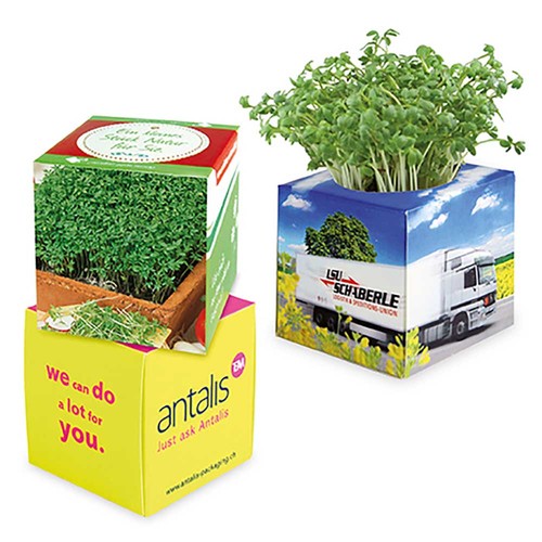 Plant-cube 2.0 with seeds - Christmas - Cress