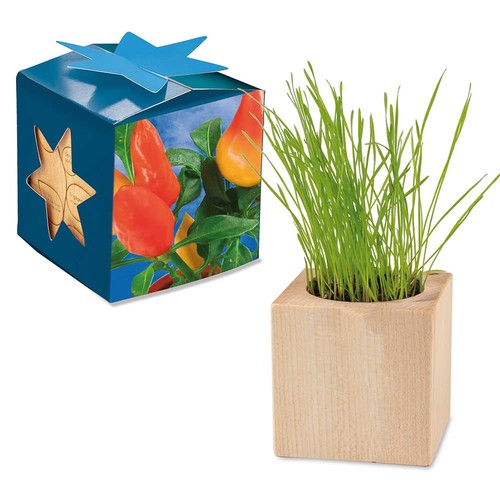 Pot cube bois Maxi en boite star-box avec graines - Piment