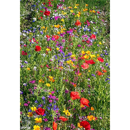 Coloured Flower Garden Coloured Flower Garden