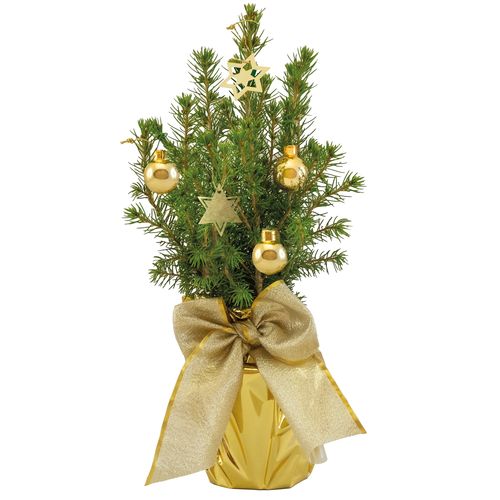 Golden Tree 20-30 cm Golden Tree 20-30 cm