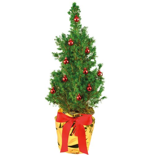 Sapin Jour de Fête Sapin Jour de Fête