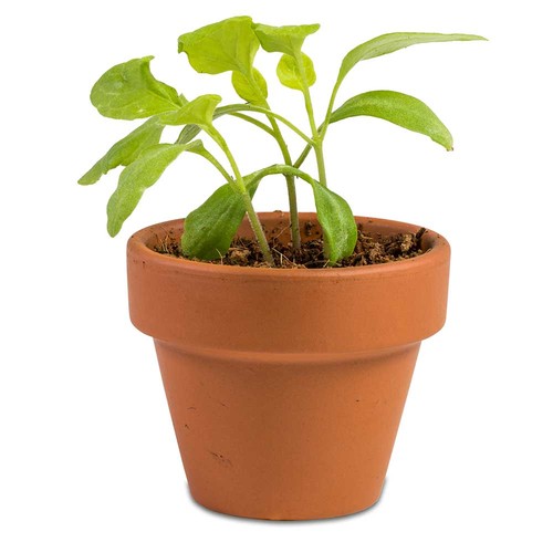 Boxed pleasure - with plant-pot, egg-candle, chocolate-bunny