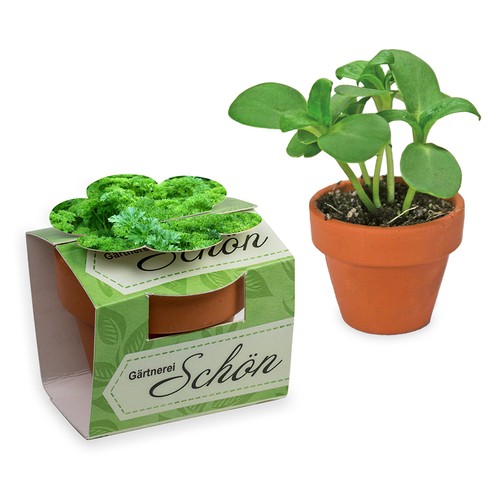 Tontöpfchen-Blume mit Samen - Petersilie Tontöpfchen-Blume mit Samen - Petersilie