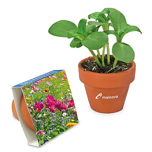 Pot en terre cuite avec graines - terre cuite - Mélange de fleurs d'été