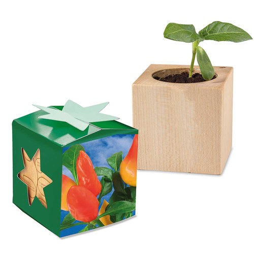 Pot cube bois mini en boite star-box avec graines - Piment