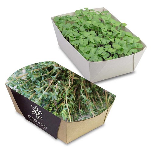 Jardinière en papier bambou avec graines - Thym