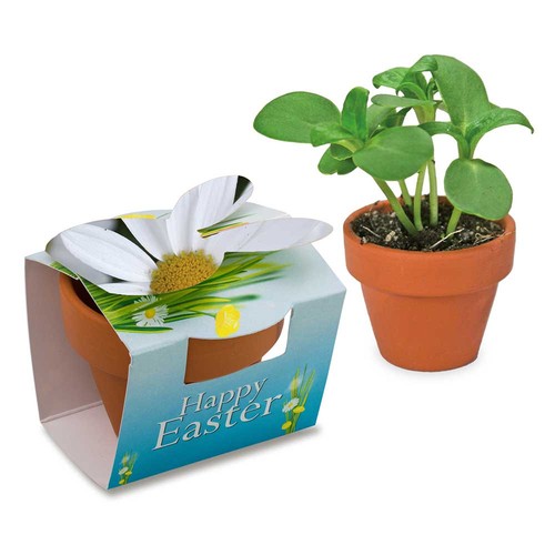 Mini lapin en pot avec graines - Marguerite