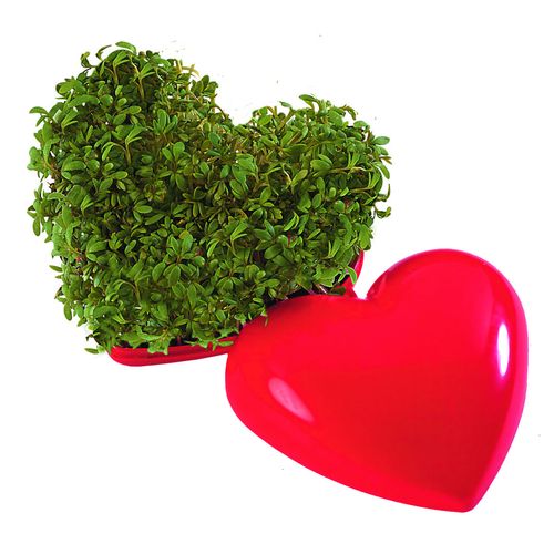 Healthy Heart Healthy Heart