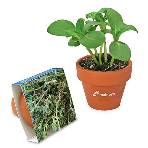 Logo-pot with seeds - teracotta - Thyme Logo-pot with seeds - teracotta - Thyme