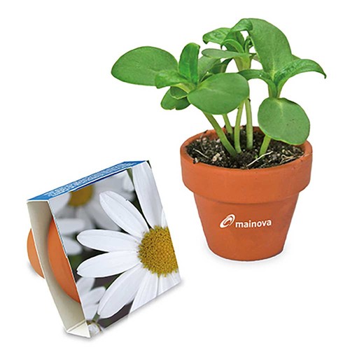 Pot en terre cuite avec graines - terre cuite - Marguerite Pot en terre cuite avec graines - terre cuite - Marguerite