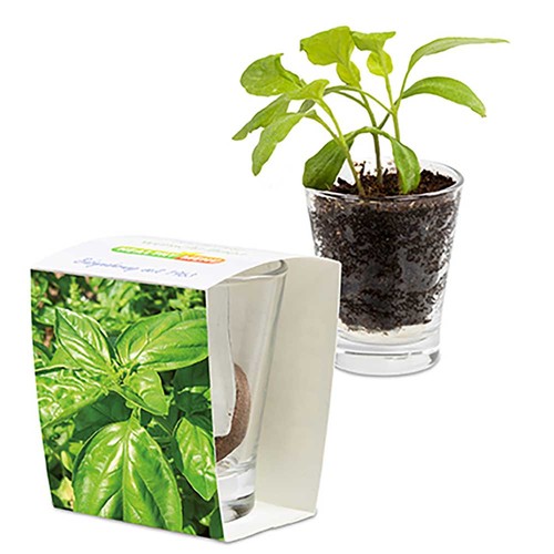 Caffeino-Glass with seeds - Basil