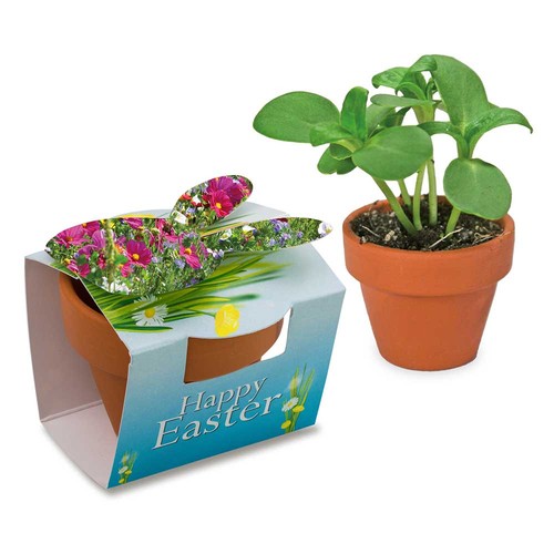 Mini lapin en pot avec graines - Mélange de fleurs d'été Mini lapin en pot avec graines - Mélange de fleurs d'été