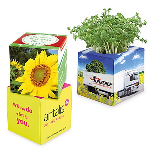 Plant-cube 2.0 with seeds - Christmas - Sunflowers Plant-cube 2.0 with seeds - Christmas - Sunflowers