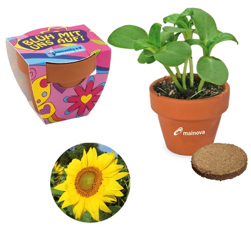 Small terracotta plant pots - Sunflower