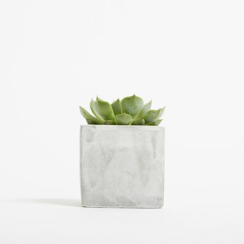Concrete Hey Pot - Plant Concrete Hey Pot - Plant