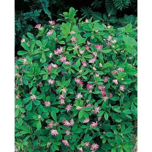 Mini logo-pot complete paper band with seeds - Persian clover (seeds)