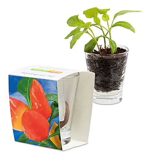 Caffeino-Glass with seeds - Chilli