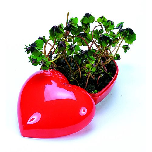 Four-Leaf-Clover Heart