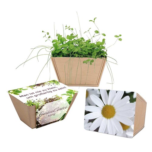 Mini-jardinière bois avec graines - Marguerite Mini-jardinière bois avec graines - Marguerite