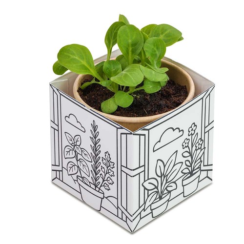 Color & Grow House - Basil Color & Grow House - Basil