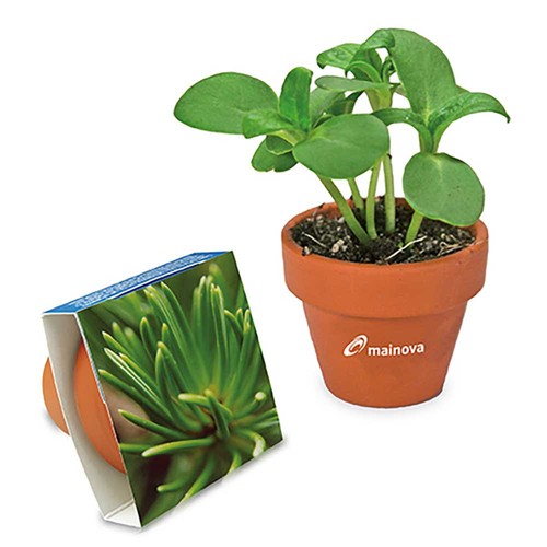 Logo-pot with seeds - teracotta - Spruce