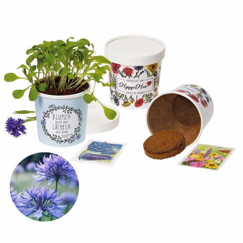 Cup Flower - zaadset - Korenbloem