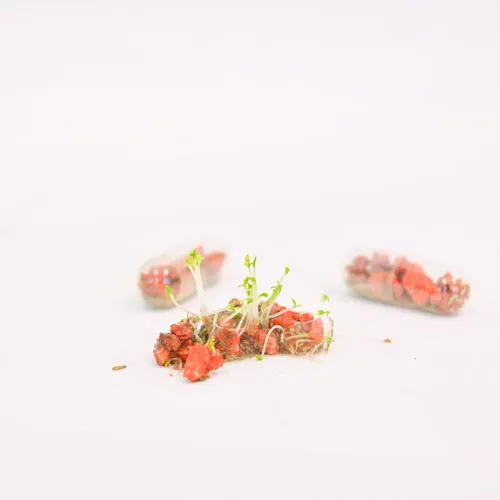 Seedpill X1