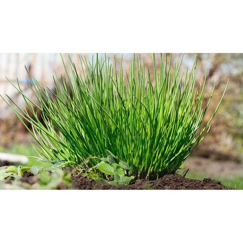nasiona nasiona