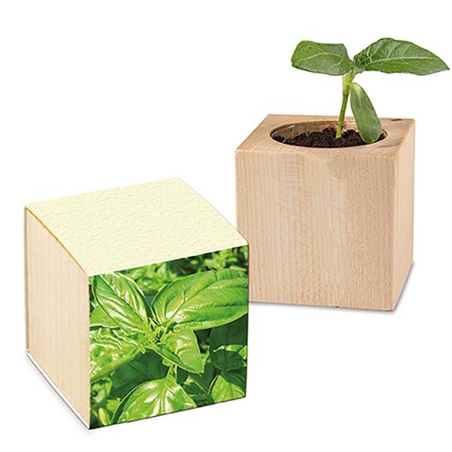 erbe aromatiche