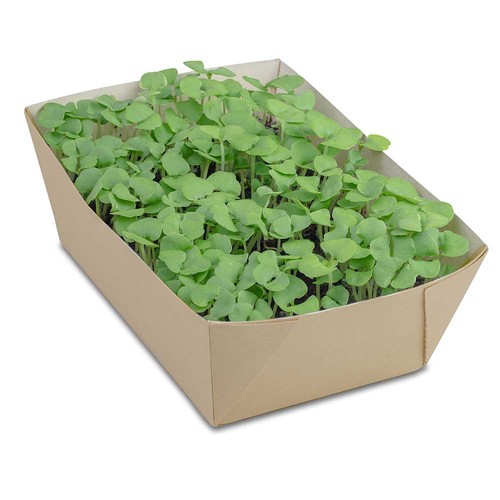 Jardinière en papier bambou avec graines - Myosotis Jardinière en papier bambou avec graines - Myosotis