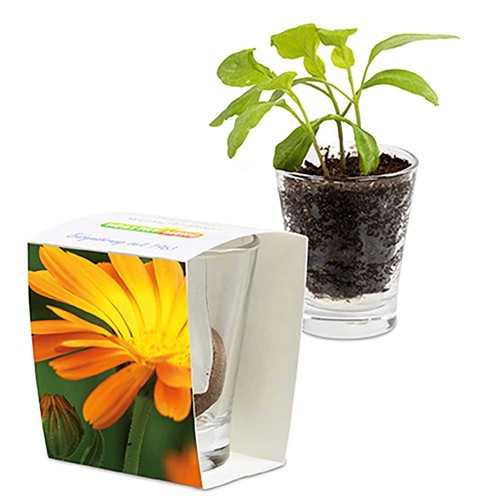 Caffeino-Glass with seeds - Marigold