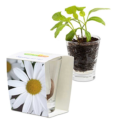 Caffeino-Glass with seeds - Marguerite