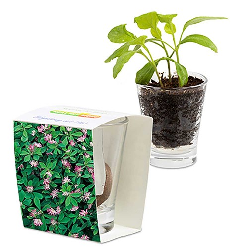 Caffeino-Glass with seeds - Persian clover (seeds)