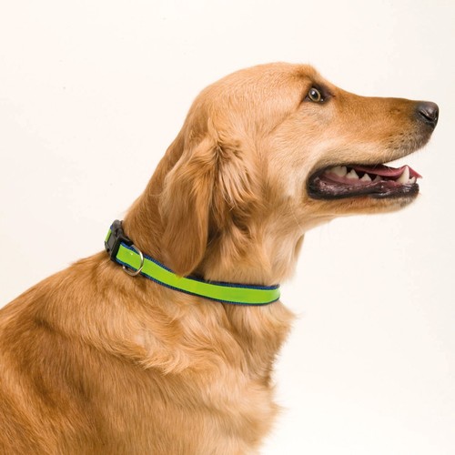 Pet Collar Muttley Pet Collar Muttley