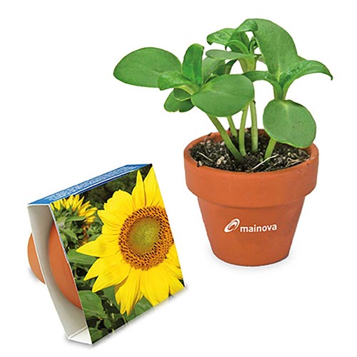 Pot en terre cuite avec graines - terre cuite - Tournesol Pot en terre cuite avec graines - terre cuite - Tournesol