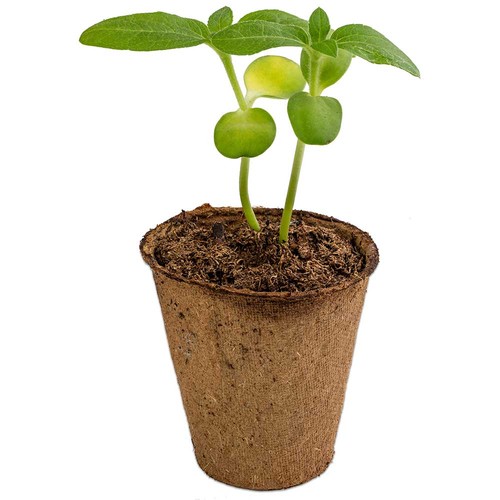 Cultivation set with seeds - Marigold Cultivation set with seeds - Marigold