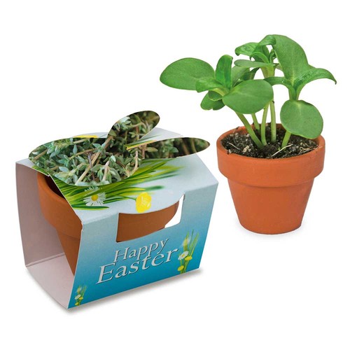 Mini lapin en pot avec graines - Thym Mini lapin en pot avec graines - Thym