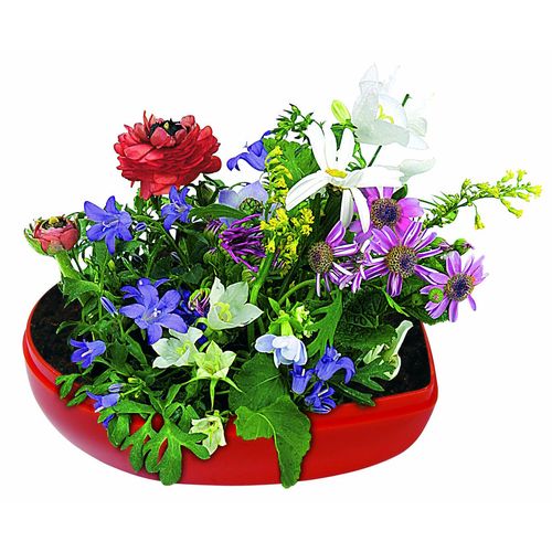 Cœur Fleurs Cœur Fleurs