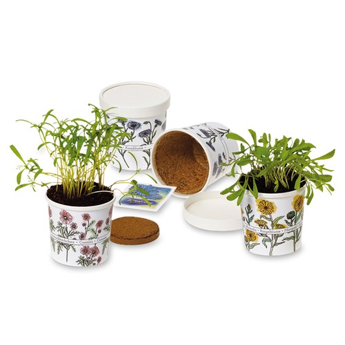 Cup Flower - zaadset - Kers