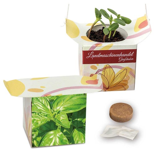 erbe aromatiche