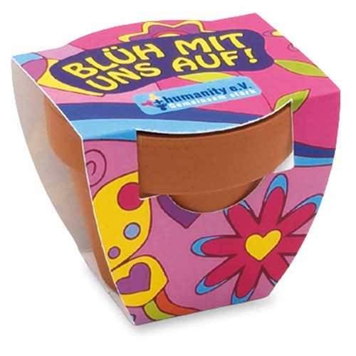 Small terracotta plant pots - Oxeye daisy