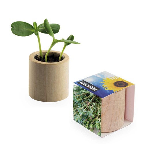 Pot rond en bois avec graines - Thym