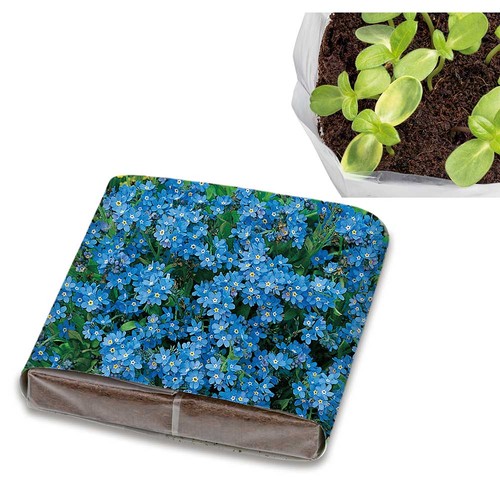 Set de plantation Pop-up avec graines - Myosotis